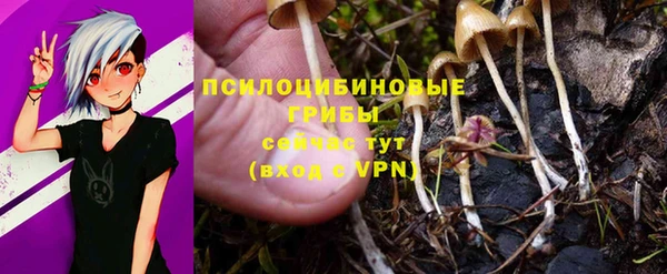 гашик Касимов