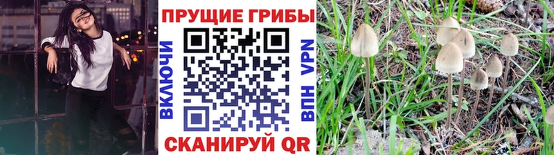 Псилоцибиновые грибы Psilocybe  закладки  Ухта 